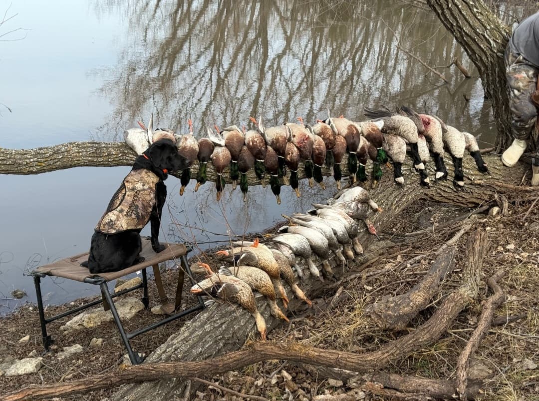 A black lab in a camo vest beside a strap of mallards hung on a fallen log over the water